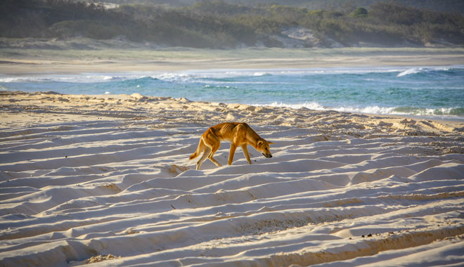 Dingo prowling beach on Fraser Island