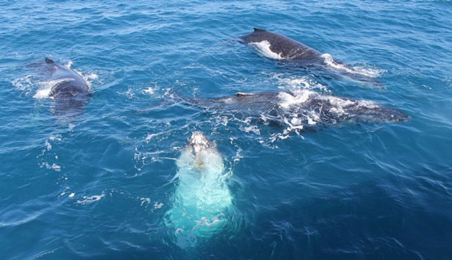 fraser island  whale watching 001