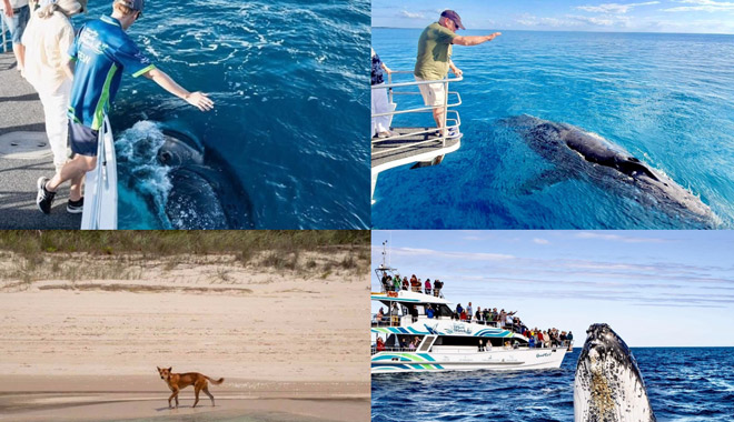 fraser island  whale watching 002