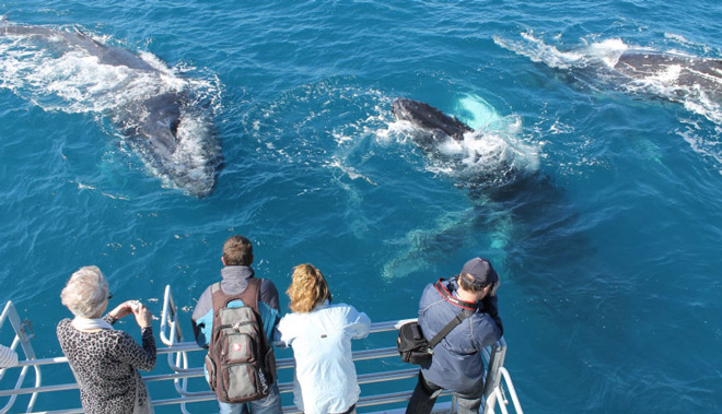 fraser island  whale watching 003