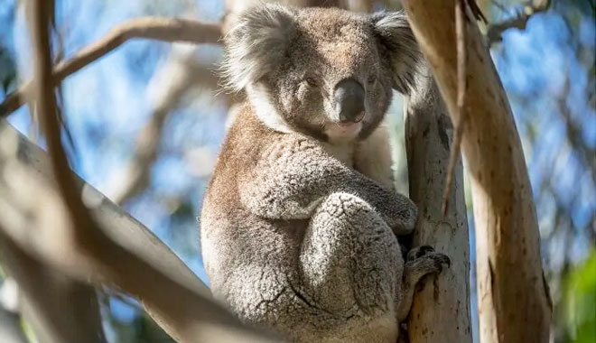 french island phillip island penguin tour melbourne3