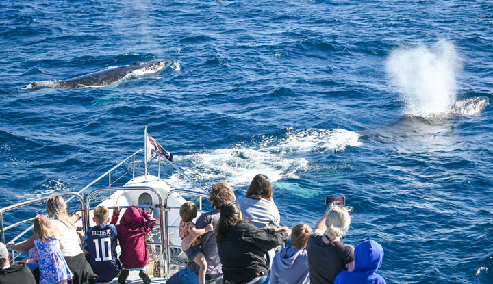 gc luxury whale watching1