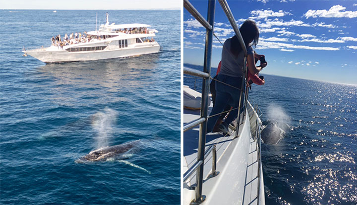 gc luxury whale watching12