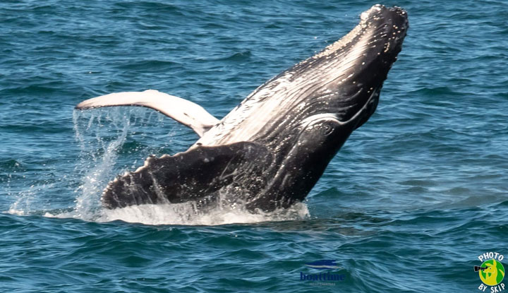 gc luxury whale watching3