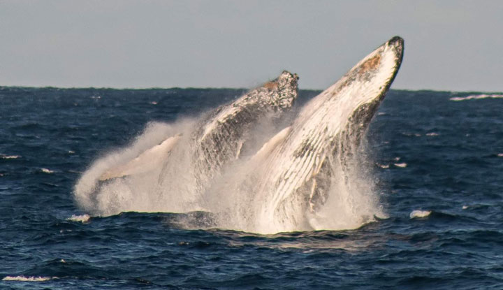 gc luxury whale watching4