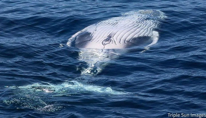 gc luxury whale watching6