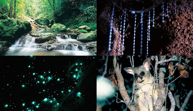 glow worm jpt WEB