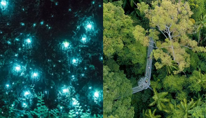 glow worm sky walk mt tamborine 555