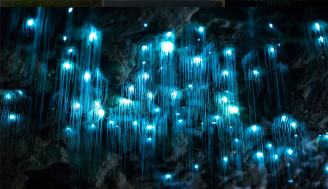 glow worm1