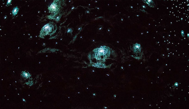 glow worm3
