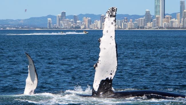 gold coast whale baby 1 jpg