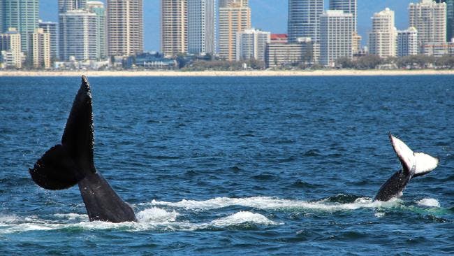 gold coast whale baby 2 jpg