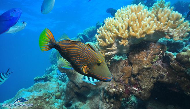 great adventures marinelife 1