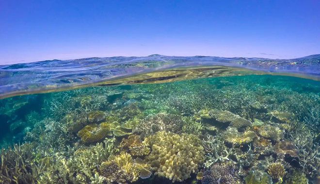 great adventures marinelife 2