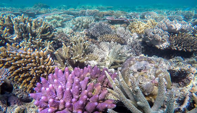 great adventures marinelife 3