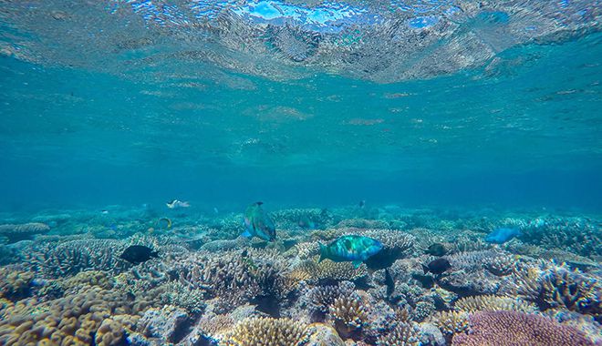 great adventures marinelife 4