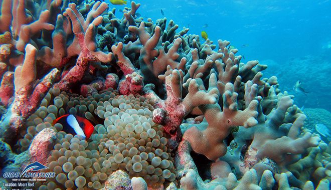 great adventures marinelife 5