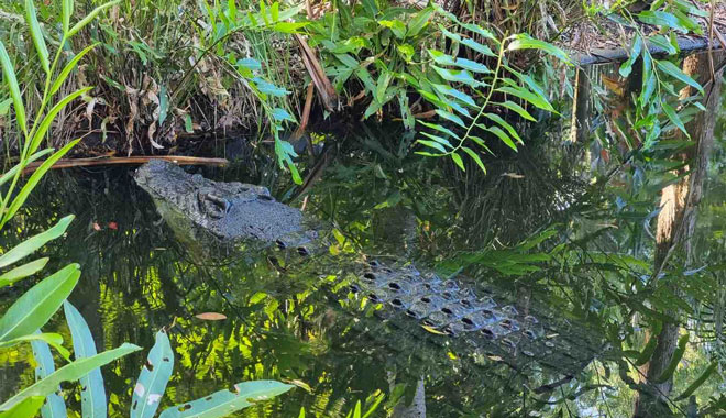 hartleys crocodile adventure1