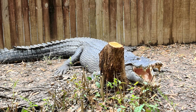 hartleys crocodile adventure2