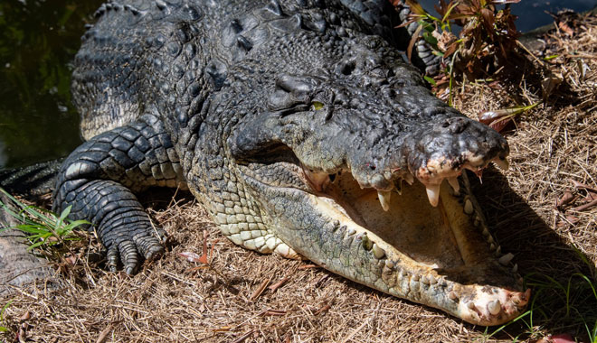 hartleys crocodile adventure5