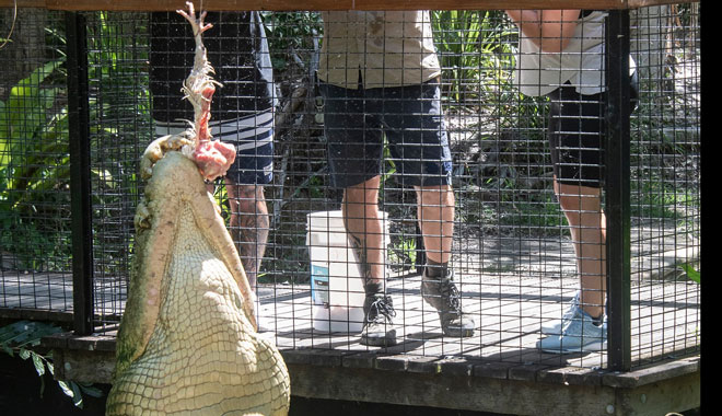 hartleys crocodile adventure7