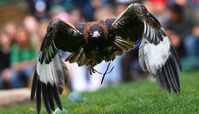 healesville sanctuary 2 jpg