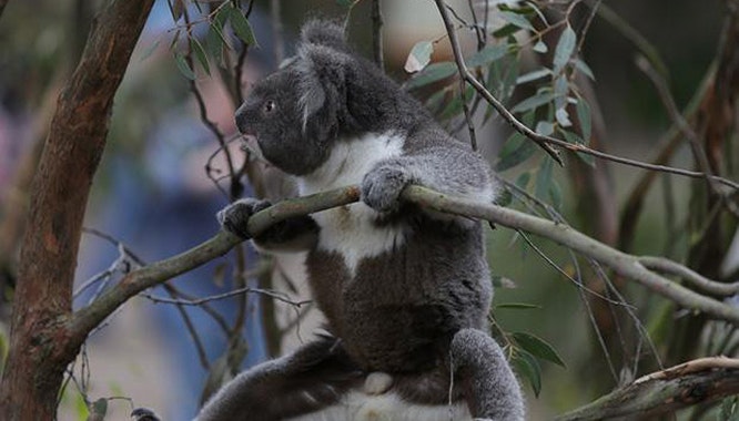 healesville sanctuary 7 jpg