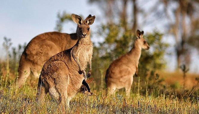 hunter valley 1 night train package 8 jpg