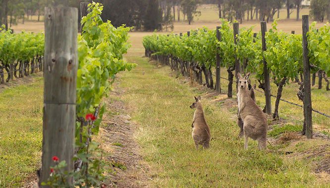 hunter valley 4 2 jpg