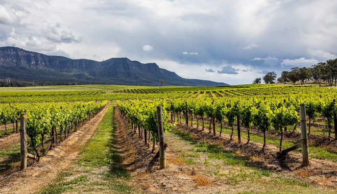 hunter valley wine tours6