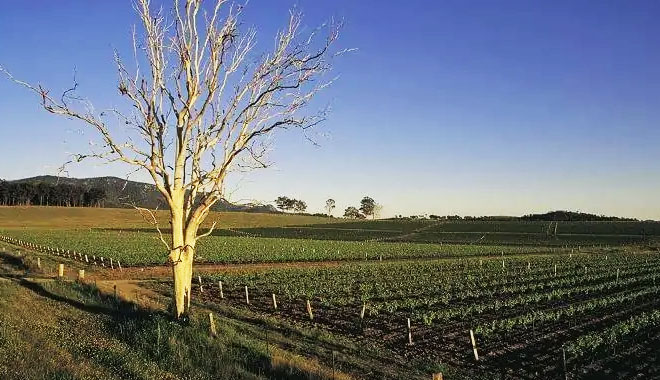 hunter valley winery1