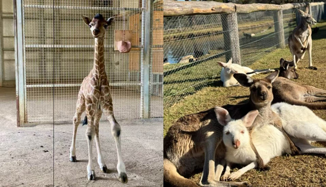 huntervalleywildlifepark 1001