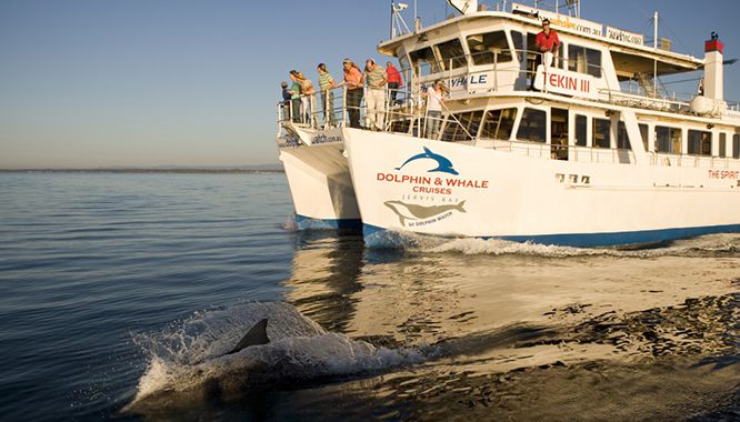 jervis bay dolphin cruise 2