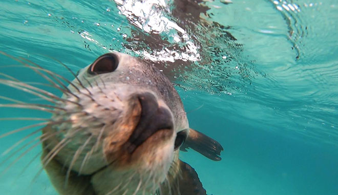 jurien bayoceanic  (1)