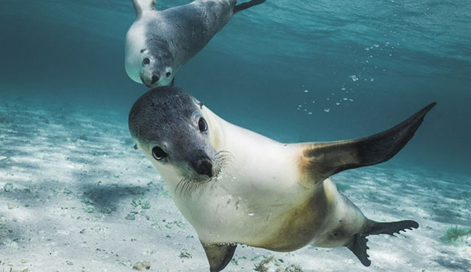 jurien bayoceanic  (10)