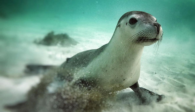 jurien bayoceanic  (12)