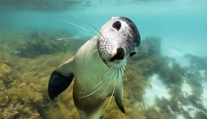 jurien bayoceanic  (9)