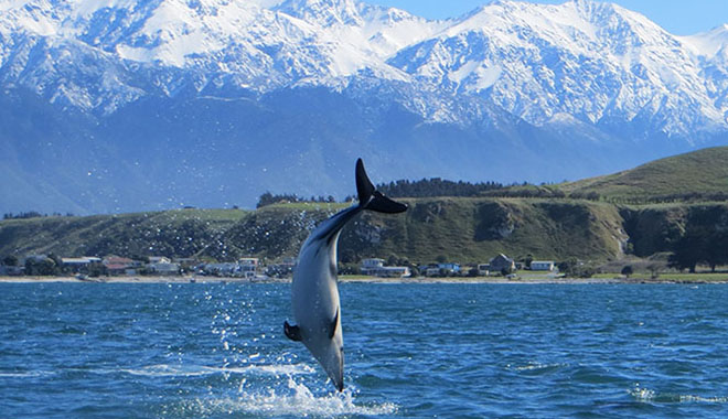 kaikoura kayaks 7