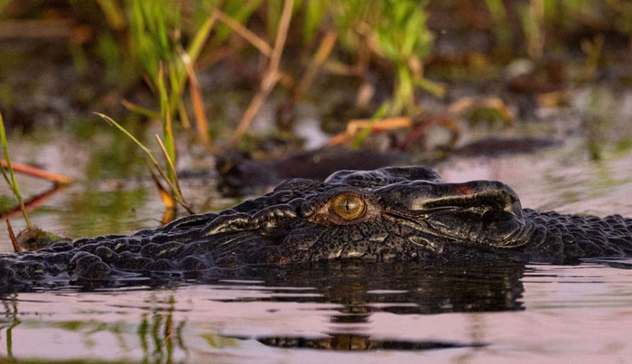 Crocs in Kakadu National Park