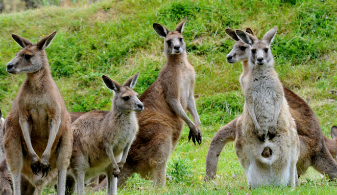 kangaroo