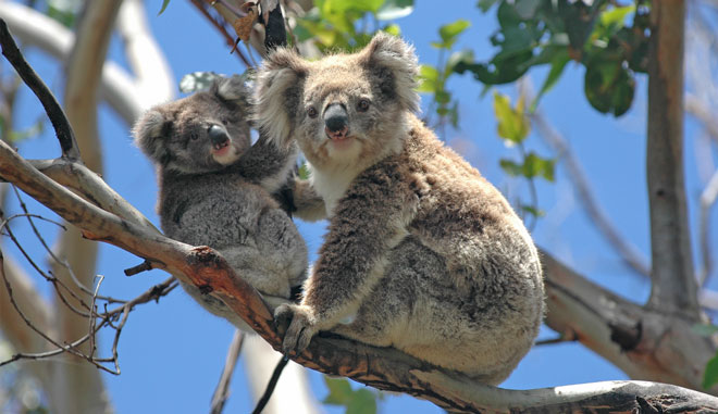 koala 2 in tree