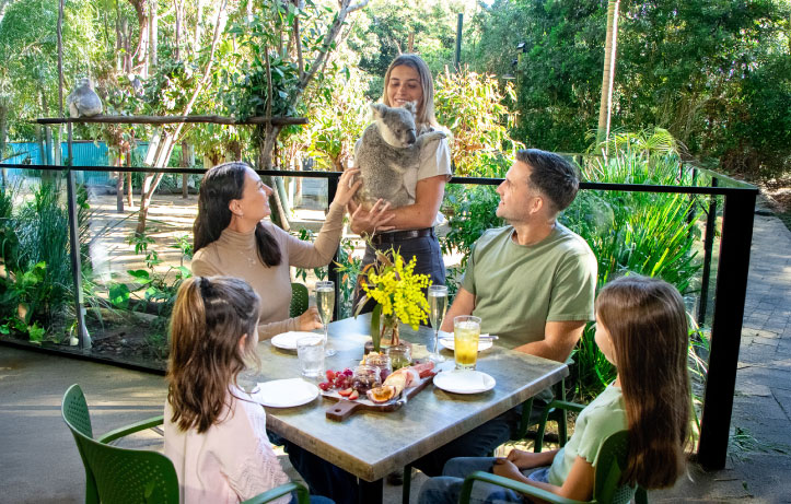 koala afternoon tea