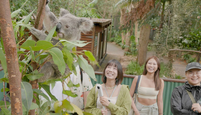 koala connection 001