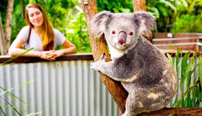koala garden 00