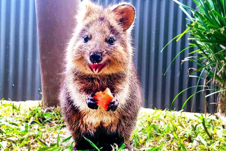 koala garden 2