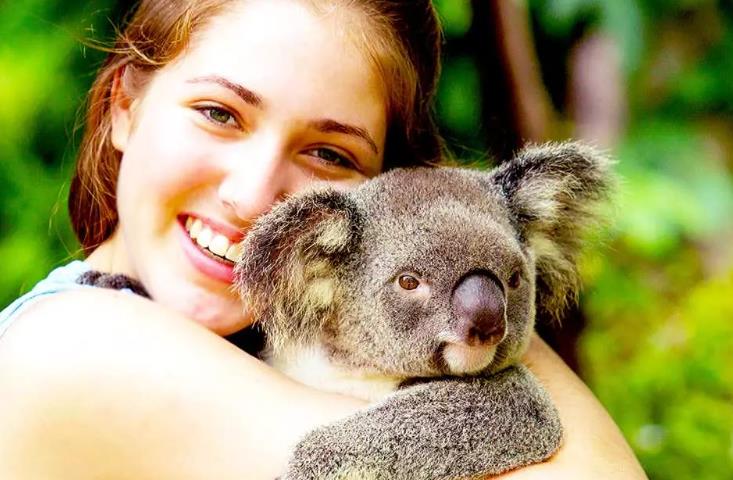 koala garden
