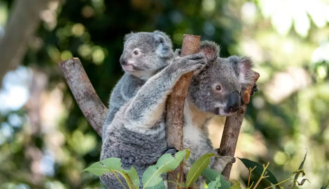 koala photo DW 05654