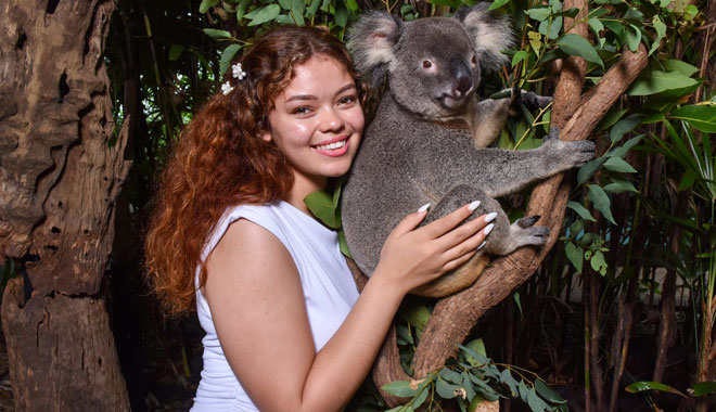 koala photo kuranda