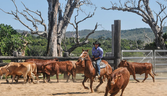 kur cow horse riding 001