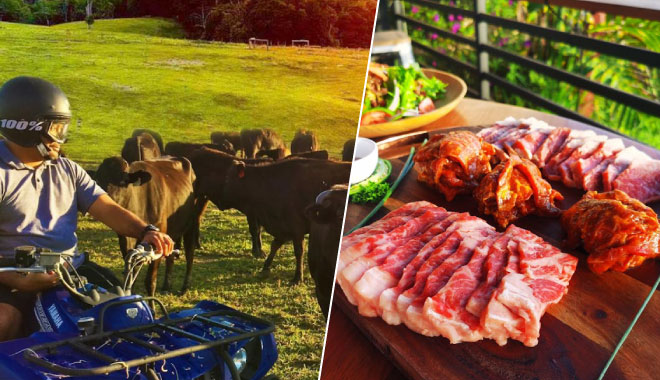 kur cow sunset dinner 